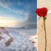 Eine Rose voller Erinnerungen im Ostsee-Strand auf Rügen