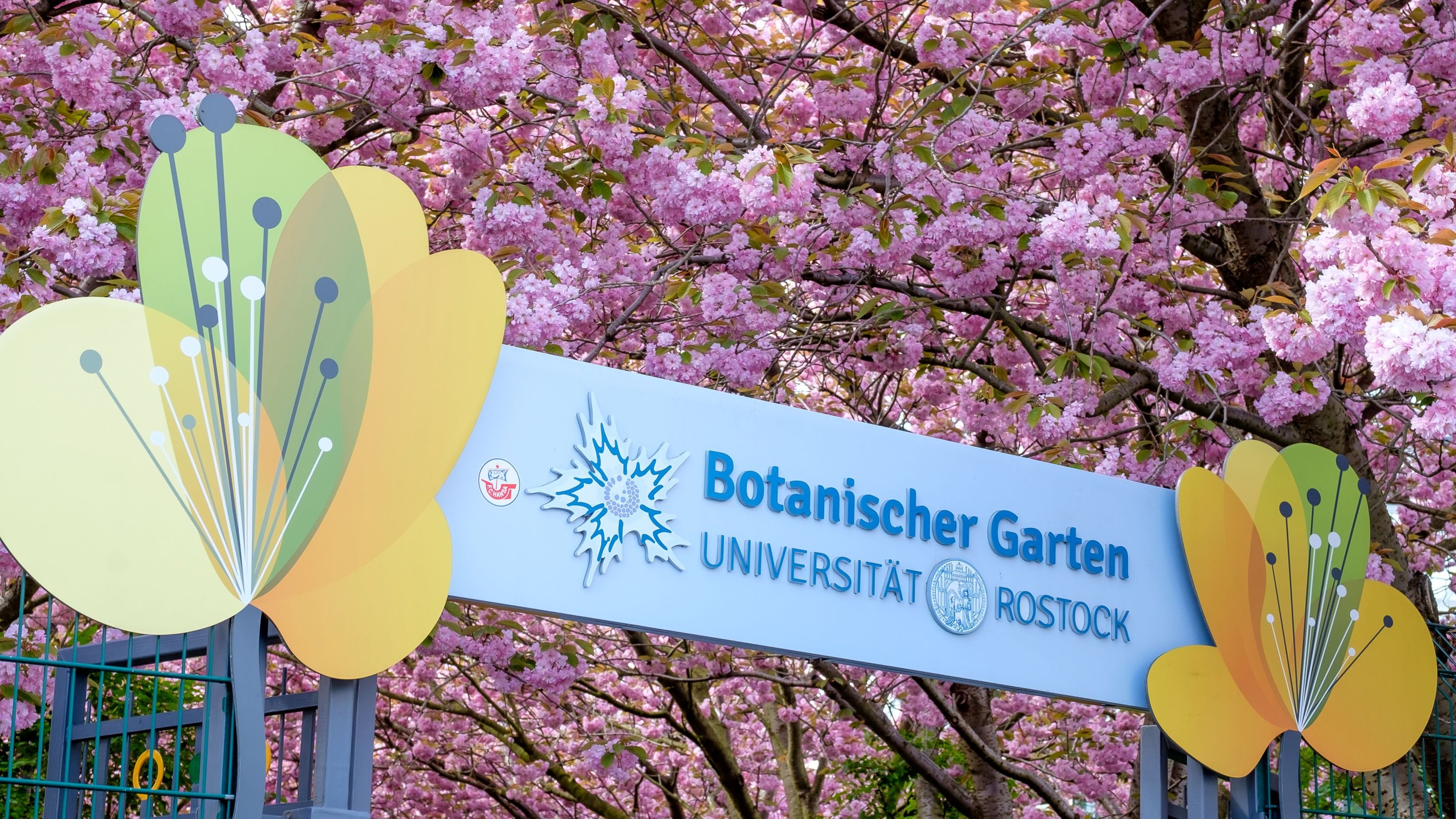 Beim Sonntagsrundgang Farbenpracht im Botanischen Garten Rostock entdecken