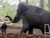 Ordentlich abgestrahlt: Frischekur für Mammut Manni im Rostocker Zoo