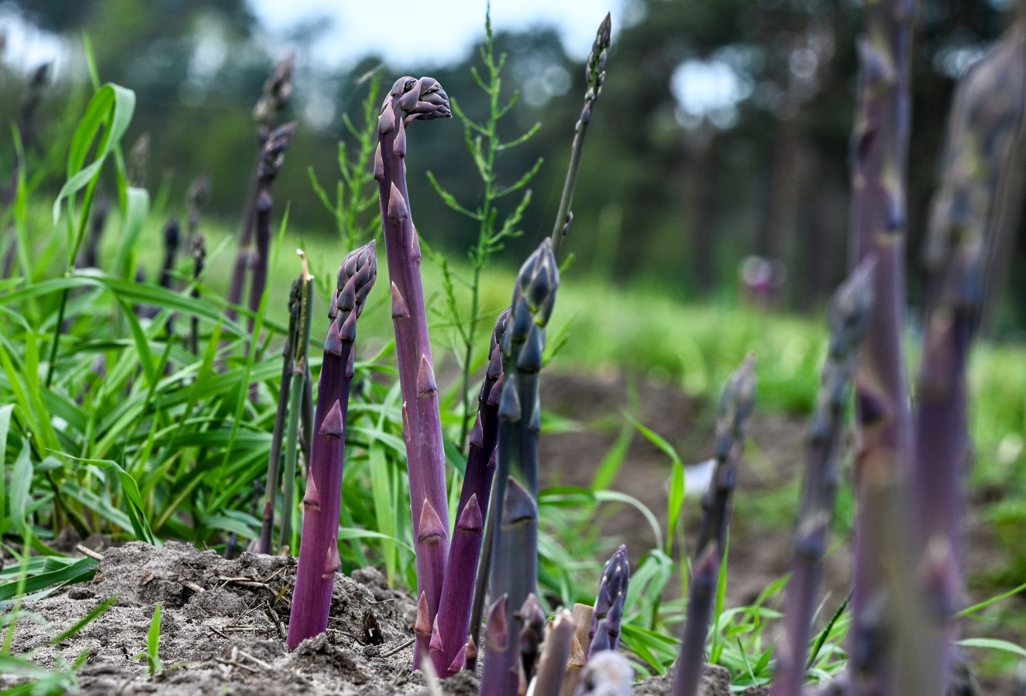 Neben Weiß und Grün: Jetzt wird violetter Spargel geerntet