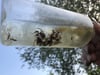 So sieht eine Probe aus. In eine Falle gehen bis zu 20 Spinnen pro 14 Tage. Auch Käfer und Raupen oder sogar Mäuse landen manchmal in den Fallen.