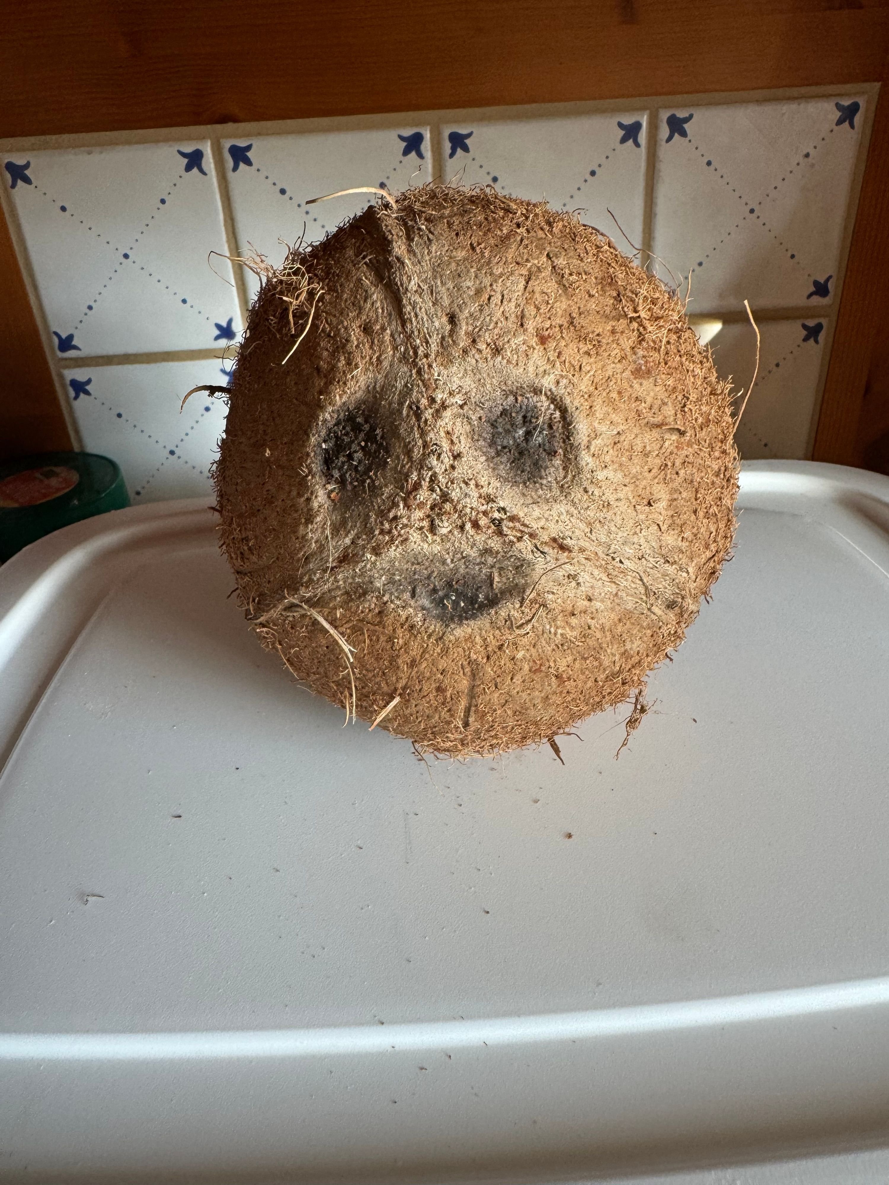 Wenn ein Faultier aus der Kokosnuss guckt