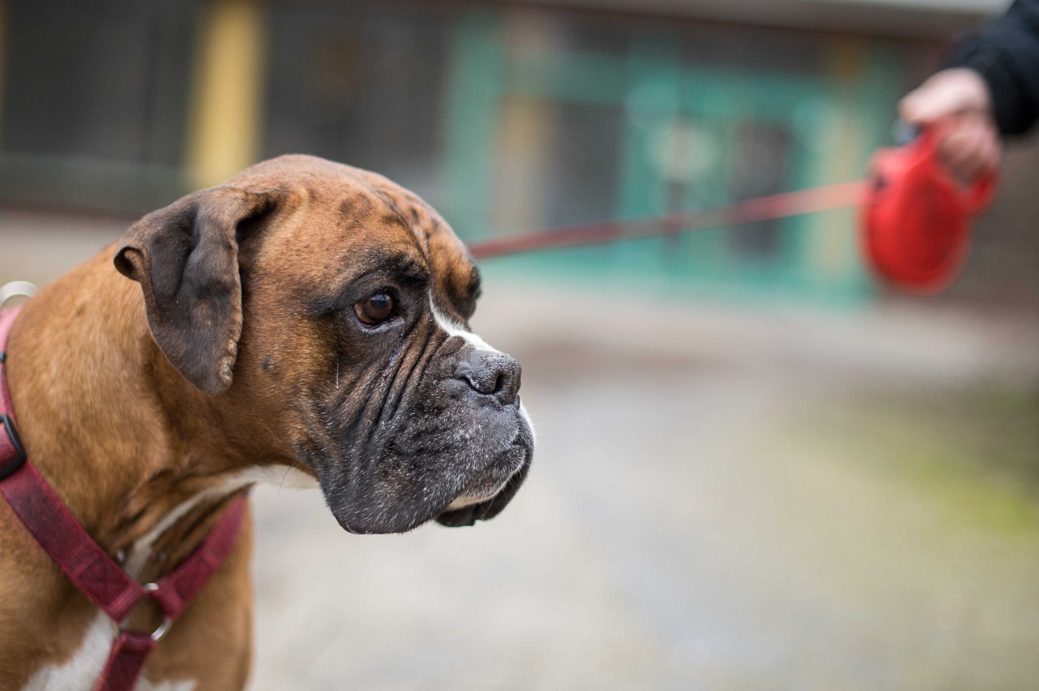 Pensionsbezieher zahlen Hundesteuer Berlin spart viel Geld