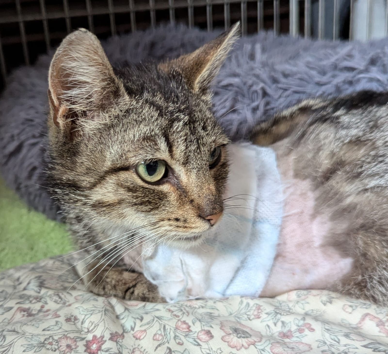 Nach Katzenbiss im Bein kann nur eine Amputation das Leben von Tiana retten