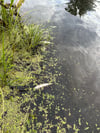 Einige hundert tote Fische trieben am Sonntag im Peene-Süd-Kanal unweit von Medow (Vorpommern-Greifswald).