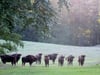 Wilde Wisente im Damerower Werder beobachten