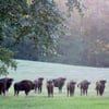 Wilde Wisente im Damerower Werder beobachten