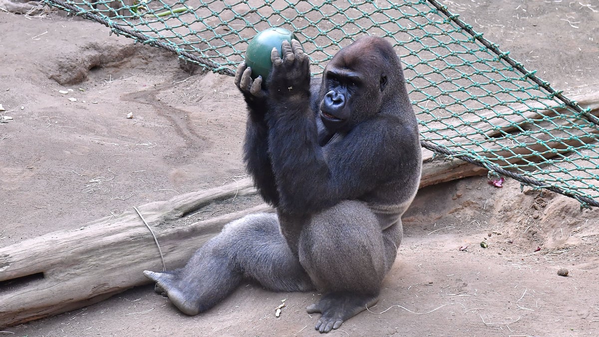 Wie sich der Zoo Rostock für bedrohte Gorillas engagiert