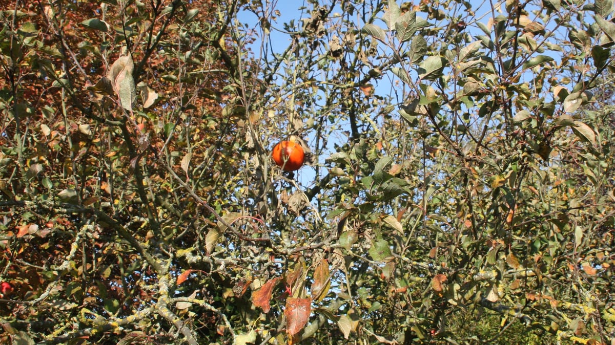 Kein GärtnerLatein An diesem Apfelbaum wächst ein Kürbis heran