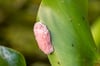 Wer diese Eier im Garten findet, sollte schnell handeln