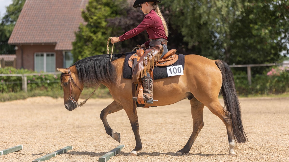 Westernreiter-Treffen im Landgestüt Redefin: Ein Wochenende voller Country-Musik und Westernreiten