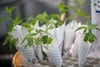 AnfängerTipps So kann man Cannabis selbst anbauen
