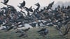 Auf dieser Wanderung können Vogel-Freunde seltene Arten beobachten