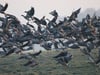 Auf dieser Wanderung können Vogel-Freunde seltene Arten beobachten