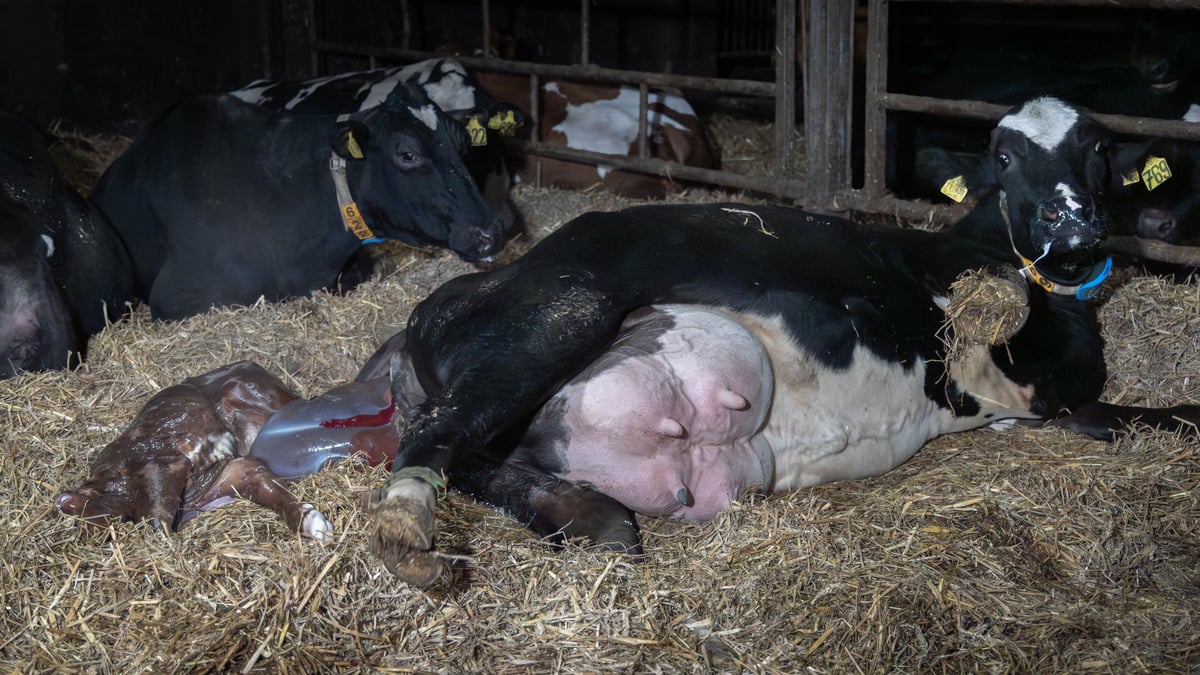 Schockierende Bilder aus der Uckermark: Tierquälerei-Skandal erschüttert die Region – Veterinäramt ermittelt