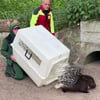 Premiere für die Tierrettung: Wie fängt man ein entlaufenes Stachelschwein ein?