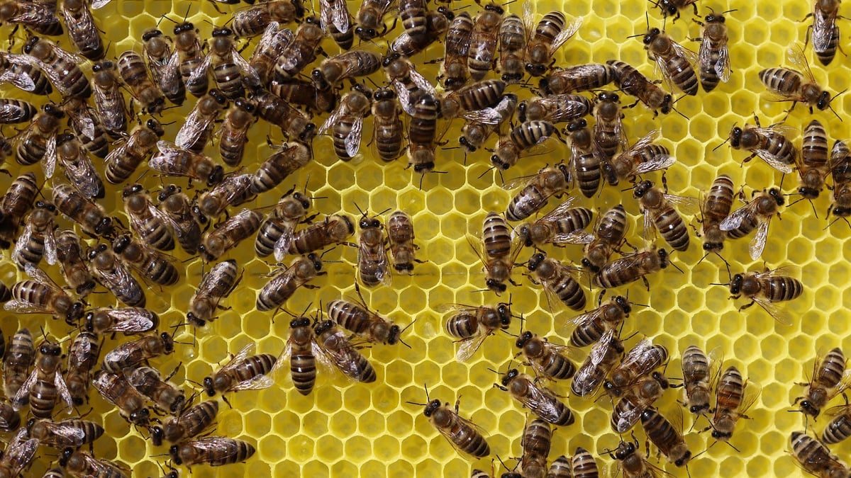 How serious is the bee disease?