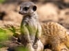 Super süß und super flauschig: So wird der Kindertag im Zoo