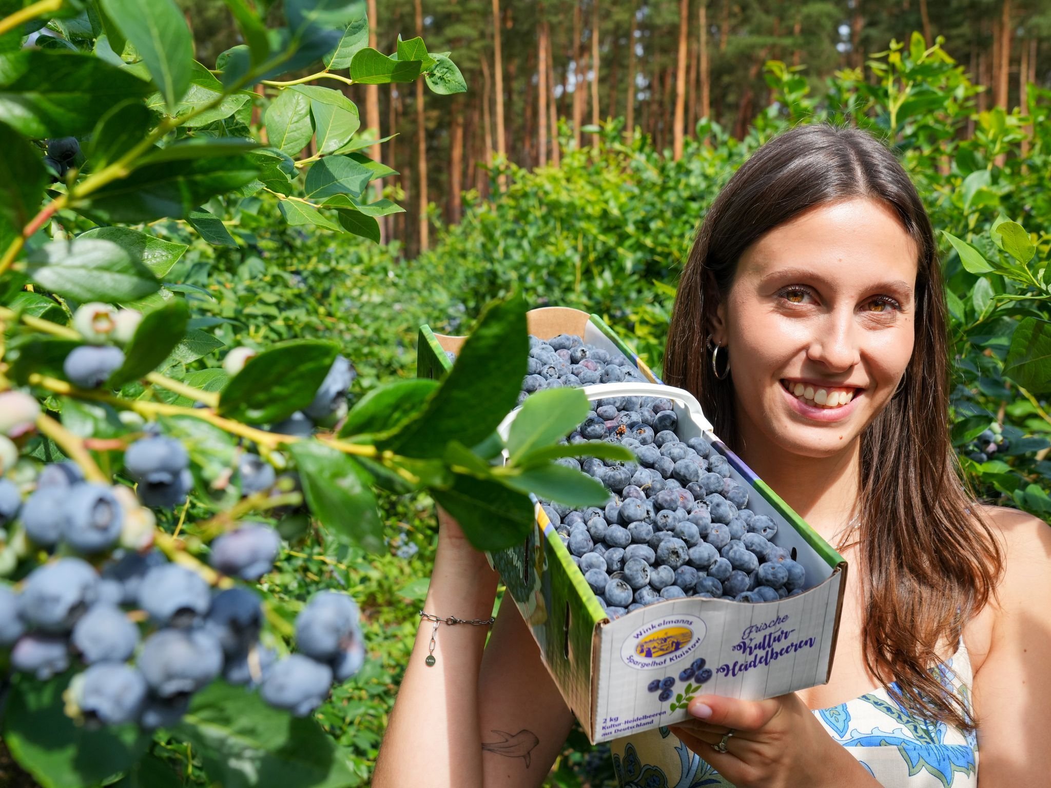 Heidelbeer-Saison gestartet - Druck durch Importobst