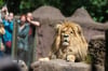 Wow! Für diesen Löwen und die anderen Bewohner des Tierparks Ueckermünde nehmen Besucher weite Wege auf sich.