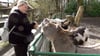 Bei Sandra und ihrem Sohn Dave steht ein Ausflug in den Tierpark an. 