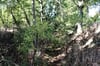 Unter Büschen und Bäumen im Naturpark Nossentiner Heide erkannt man noch die Schlucht, die für die Schienem der Lorenbahn ausgehoben wurde.