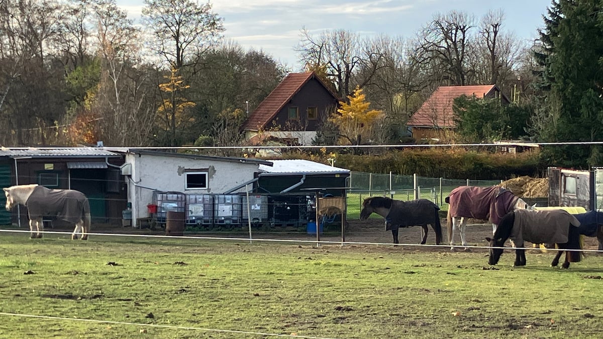 Vụ án mạng ở Fabian: Cha của nghi phạm được cho là người chăm sóc đàn ngựa của nghi phạm.